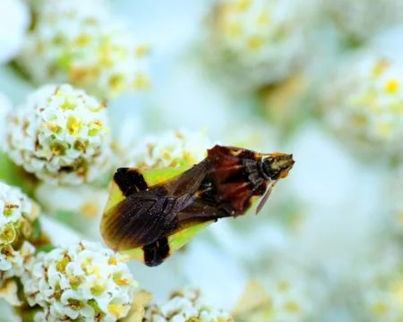 Ambush bug Foto stock