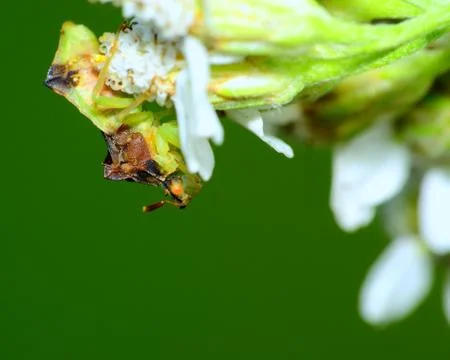 Ambush bug Stock Photos