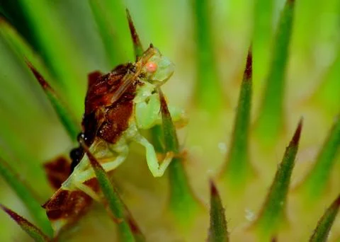 Ambush bug Stock Photos