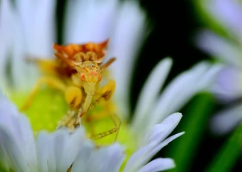 Ambush bug Stock Photos