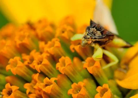 Ambush bug Stock Photos