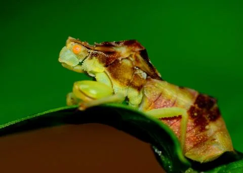 Ambush bug Stock Photos