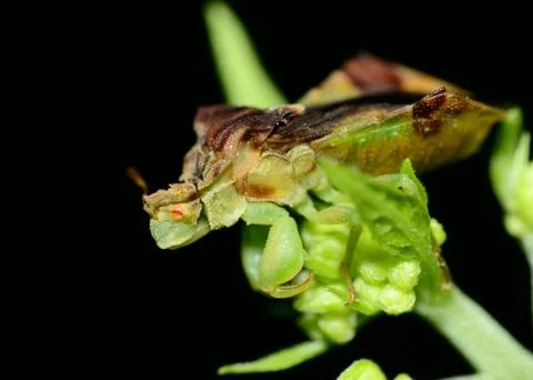 Ambush bug Stock Photos