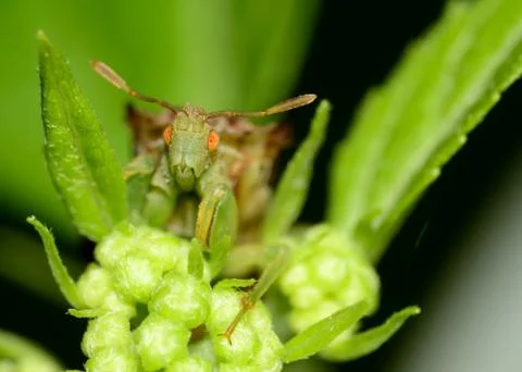 Ambush bug Stock Photos