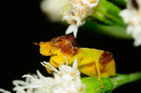 Ambush bugs mating Stock Photos