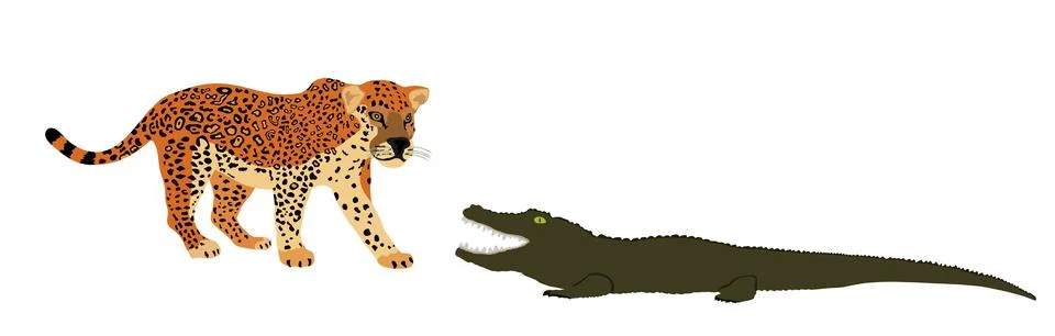 Ambush jaguar attack alligator vector illustration isolated. Stock Illustration