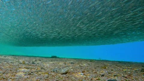 Ambush predation strategy: Lizardfish camouflaged on seabed prepared to attack Stock Footage 337453336