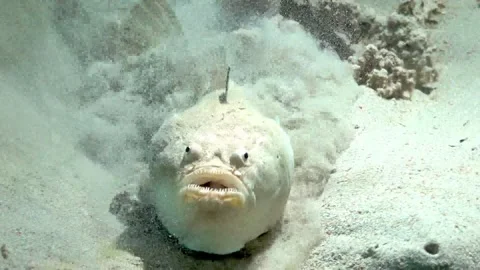 This ambush predator is a truly bizarre fish Stockbeeldmateriaal 272599013