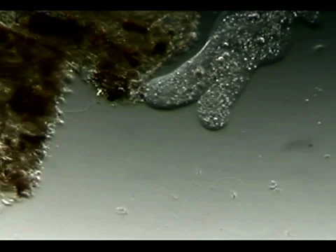 An Ameba almost eats Video stock 1183907