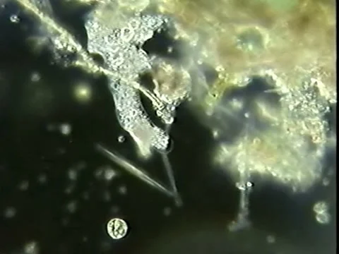 Ameba first combined Video stock 932823