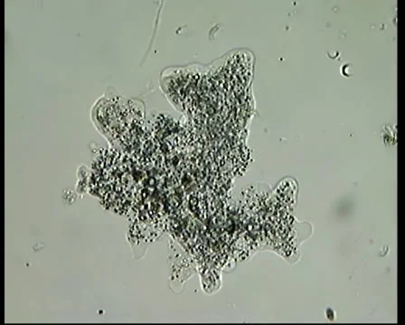 Ameba Video stock 1183891