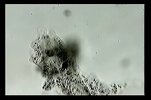 Ameba with recently ingested protozoan Video stock 1200748