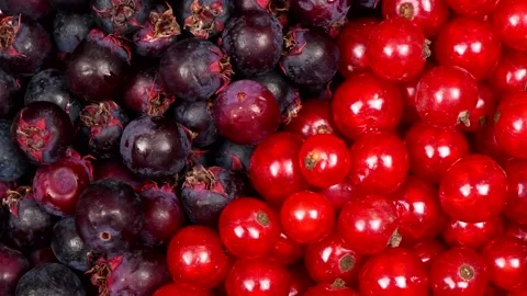 Amelanchier and red currant background. Loop motion. Top view. Stock Footage 160407280