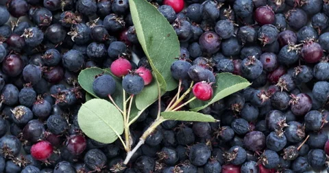 Amelanchier berries background. Table spin. Stock Footage 277514479