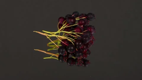 Amelanchier berries on a black background. Loop motion. Stock Footage 160115305