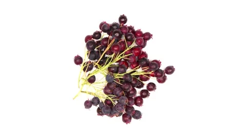 Amelanchier berries on a white background. Loop motion Stock Footage 160113834