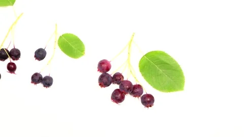 Amelanchier berries on a white background movement from left to right. Stock Footage 160114367