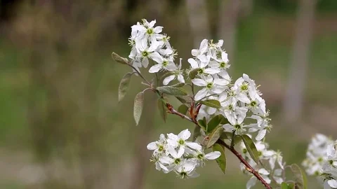 Amelanchier canadensis in bloom 库存影片 74628905