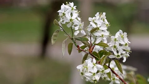 Amelanchier canadensis in bloom Stock Footage 74628914