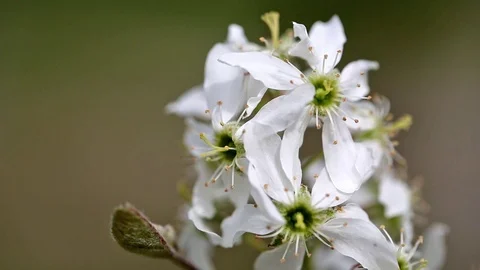 Amelanchier canadensis in bloom 库存影片 74628916