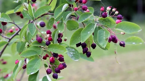 Amelanchier canadensis fruit on the tree Stock Footage 73601314