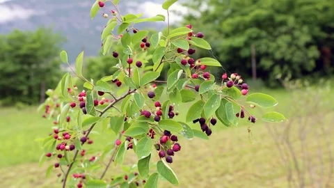 Amelanchier canadensis fruit on the tree Stock Footage 73601321