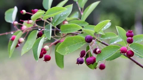 Amelanchier canadensis fruit on the tree Stock Footage 73601326