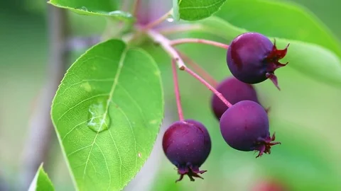 Amelanchier canadensis fruit on the tree Stock Footage 73601533
