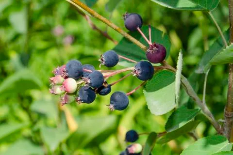 Amelanchier canadensis fruit on the tree Stock Photos