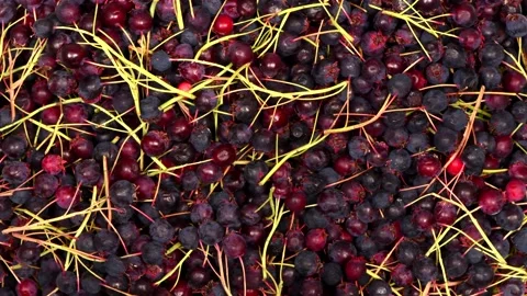 Amelanchier top view. Loop motion. Stock Footage 160113584