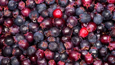 Amelanchier top view. Loop motion. Stock Footage 160405570