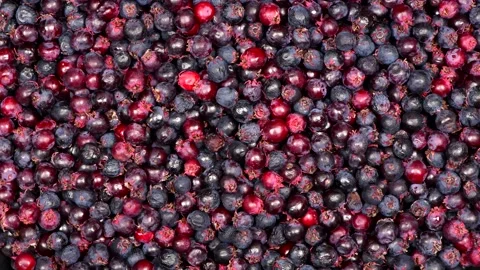 Amelanchier top view. Loop motion. Stock Footage 160405833