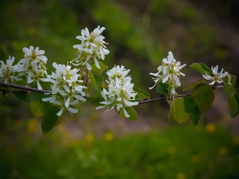 Amelanchier tree bloom in the garden. Summer background. Spring. Flowering Stock Photos