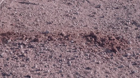 Amending Peat Moss Into Garden Soil Stock Footage 107007828
