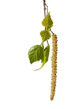 Ament of birch on white background Stock Photos