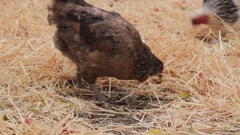 Ameraucana hen claws at the ground Vídeo Stock 81258545