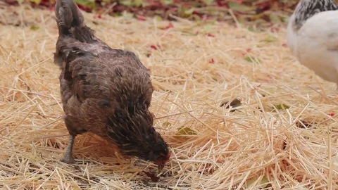 Ameraucana Hen Kicks Straw Stock Footage 81258484