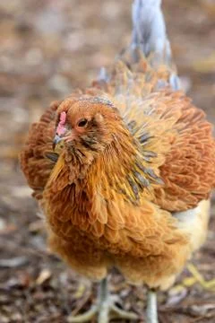 Ameraucana Stock Photos