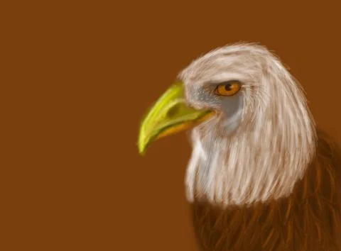 Amercian bald eagle head drawing Stock Illustration