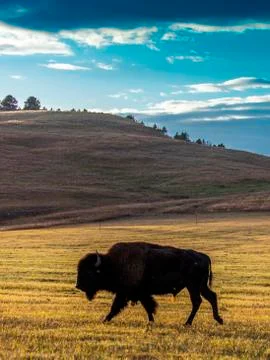 Amerian  Bison known as Buffalo, Custer State Park Stock Photos