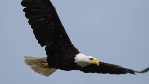 America Bald Eagle In Flight Video stock 132380323