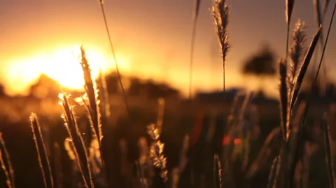 America Beautiful Wheat Grain field with sunset Stock Video Footage Stock Footage