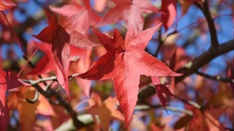 Americain Sweetgum Stock Footage 82172250