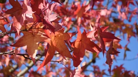 Americain Sweetgum Stock Footage 82172422