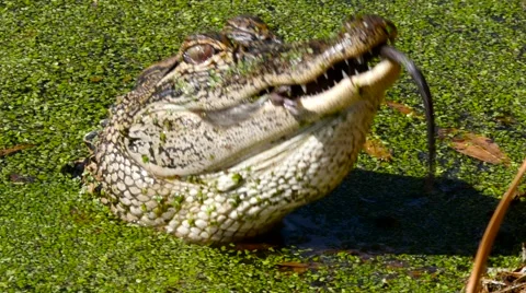 American Alligator (Alligator mississippiensis) Stock Footage 59171324