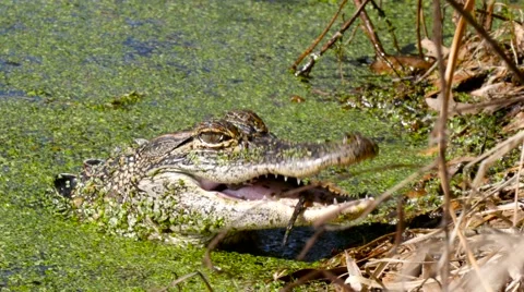 American Alligator (Alligator mississippiensis) Stock Footage 59171664