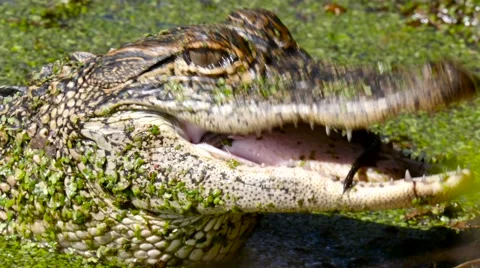 American Alligator (Alligator mississippiensis) Stock Footage 59171694