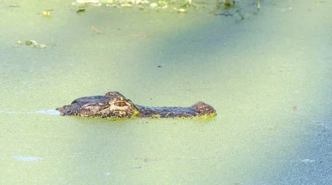 American Alligator (Alligator mississippiensis) Stock Footage 59430027