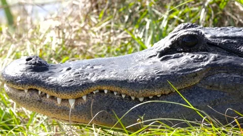 American Alligator (Alligator mississippiensis) Stock Footage 59461831