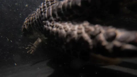 American alligator bottom view looking at belly night dive slomo Stock Footage 170836332